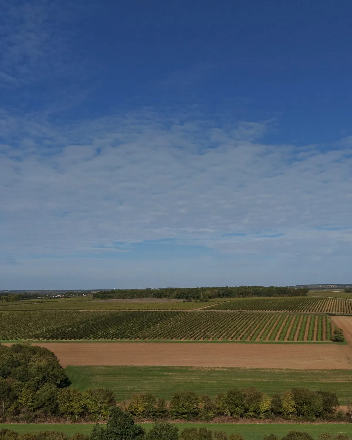 Vignes et champs de Charente sous un grand ciel, photographiés au drone par Vecteur Studio